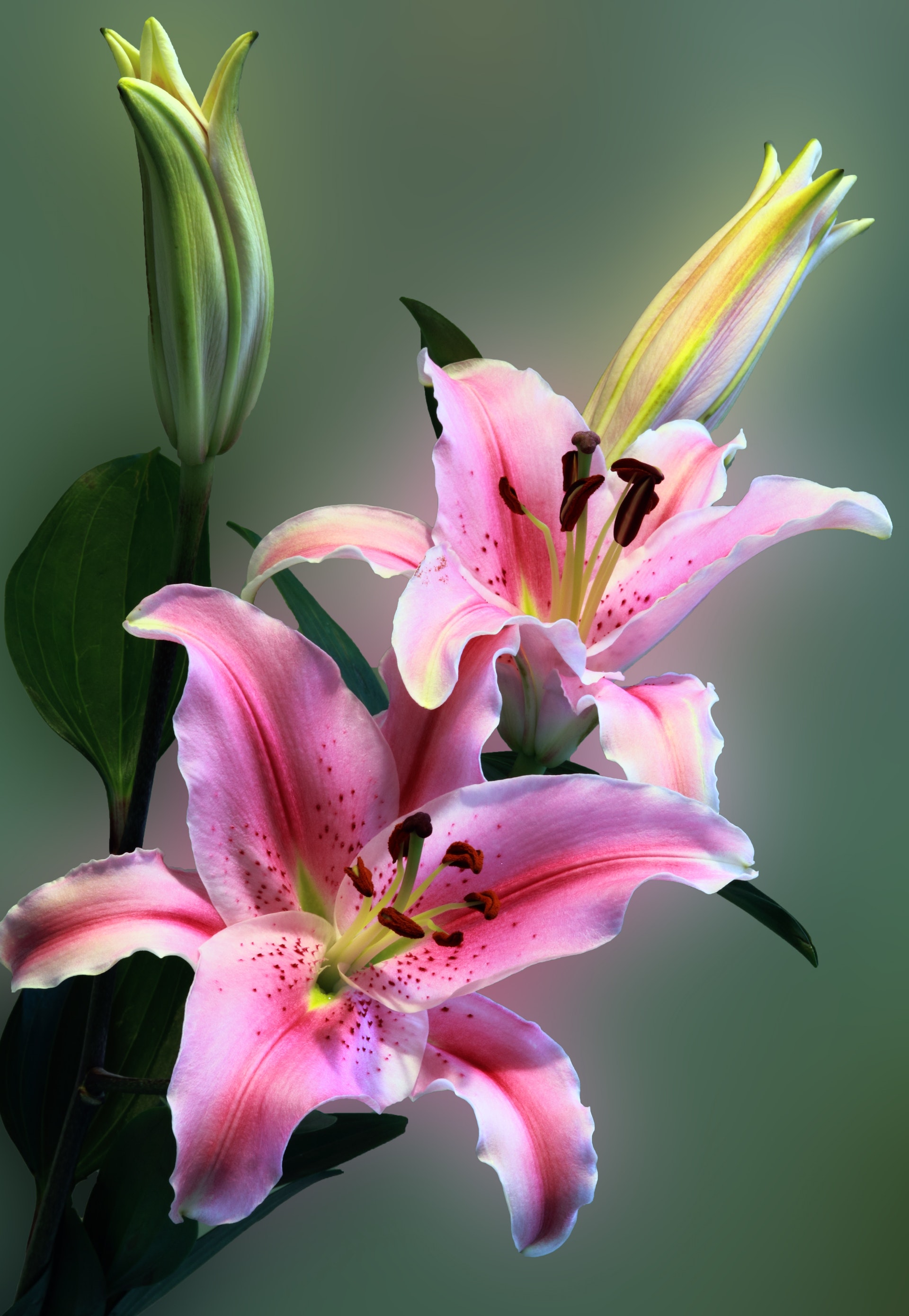 bloem roze bloem roze