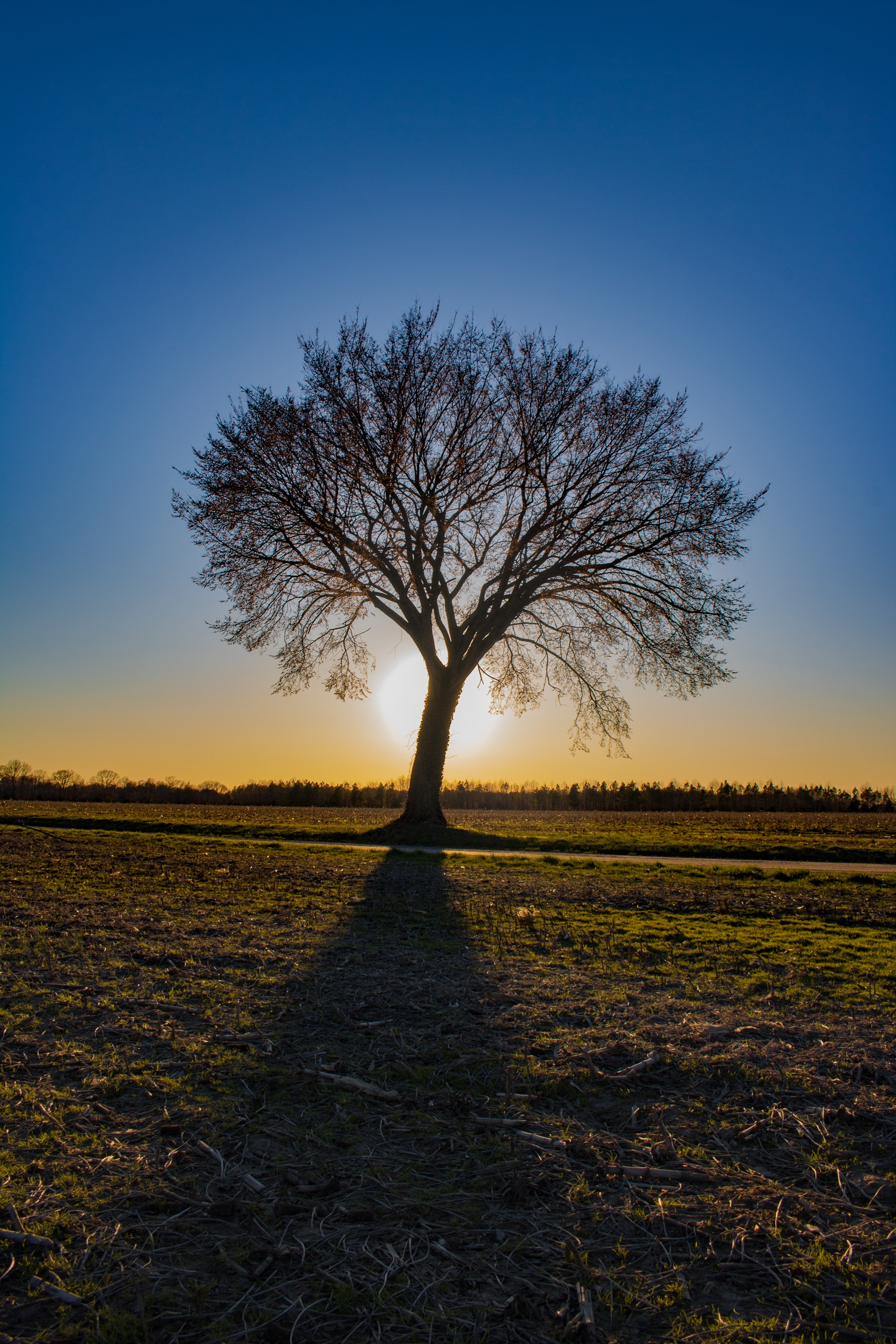 boom met zon boom met zon