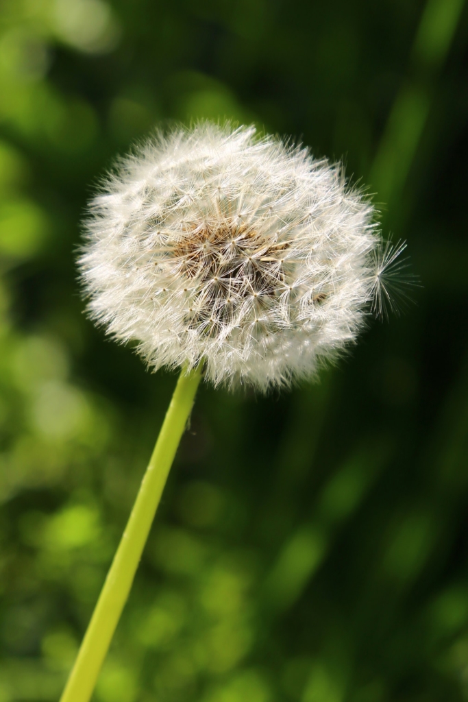 paardenbloem paardenbloem
